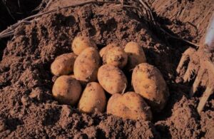 potatoes in the ground