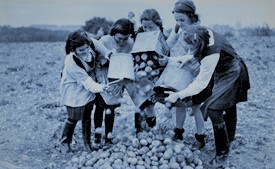 children picking potatoes